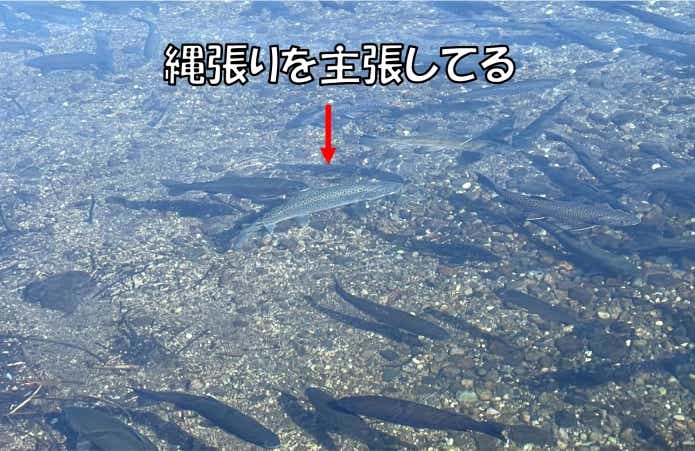 エリアトラウト 　ミノーイング　コツ