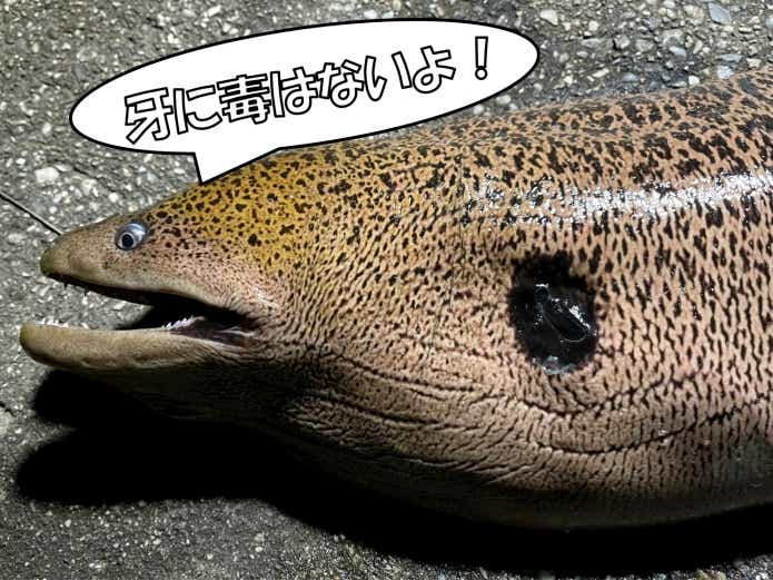 ドクウツボ　毒