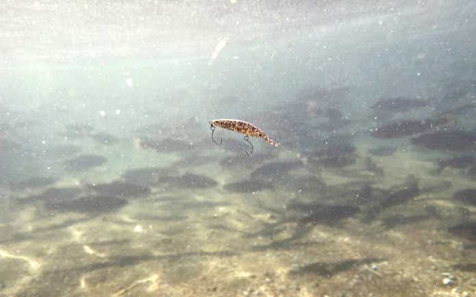 エリアトラウトミノー　デジ巻き