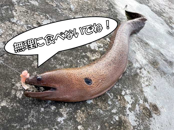 ドクウツボ