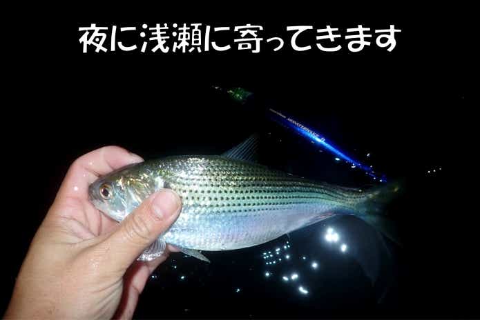 コノシロ 夜釣り