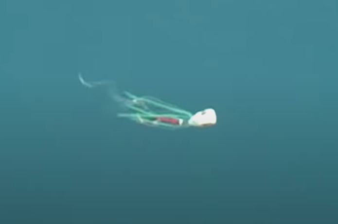 魚子ラバのアクション