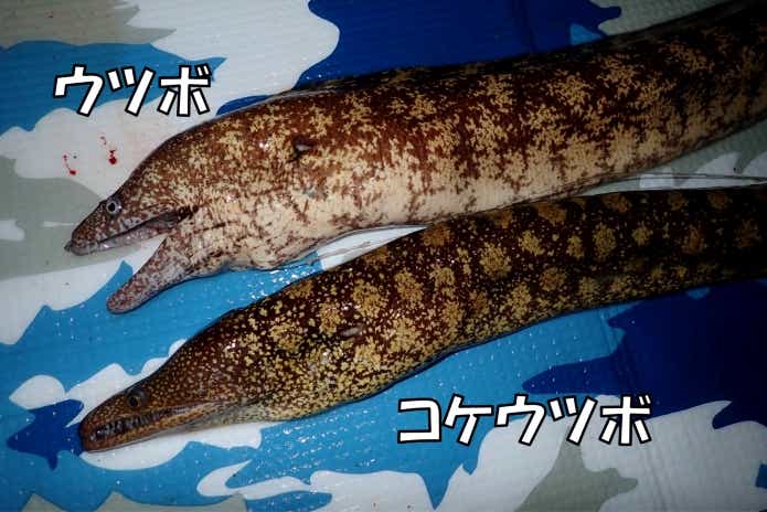 ウツボの種類