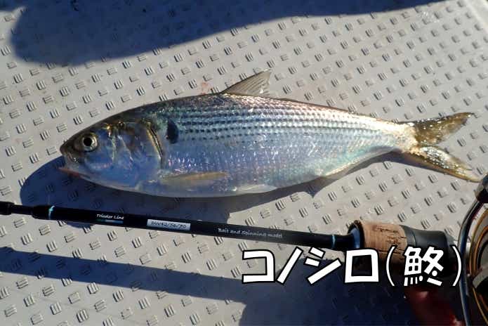 コノシロ 釣り
