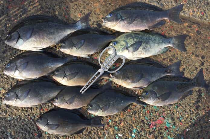 グレ釣りの画像