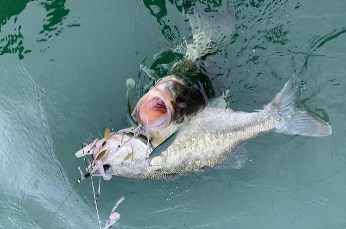 アラバマで釣れた琵琶湖バス
