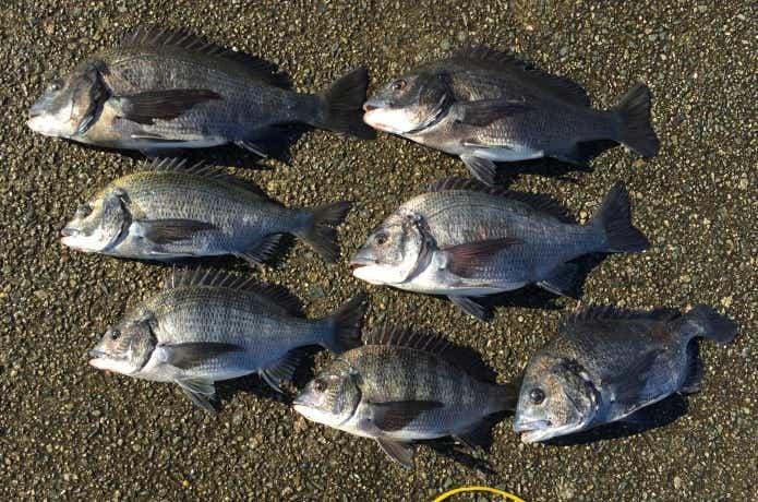チヌ釣りの画像