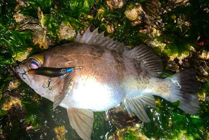 プラグで釣ったメバル