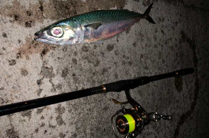 グレ釣りの画像