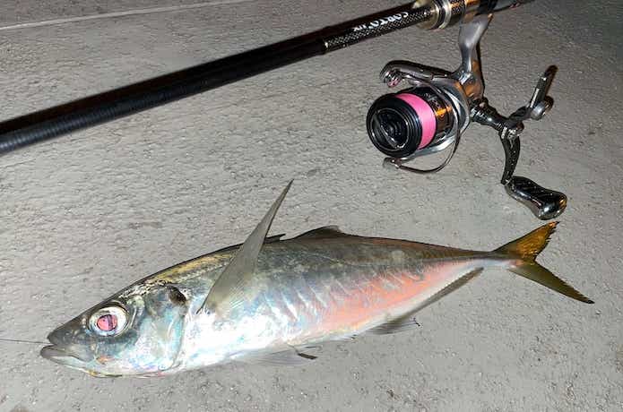 PE0.2号釣ったで尺アジ