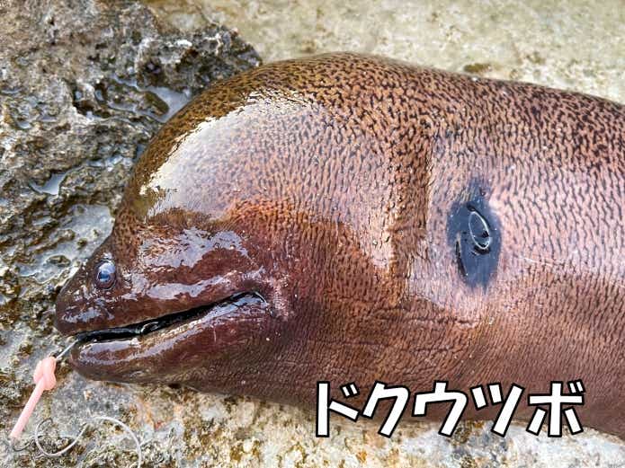 ドクウツボ