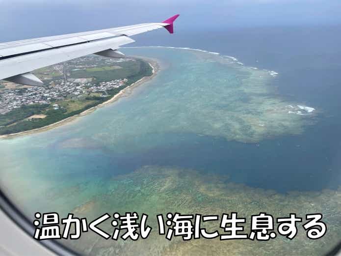 ドクウツボ　生息域