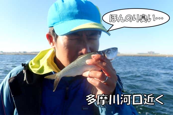 コノシロ 匂い