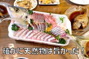 天然シマアジ　刺身
