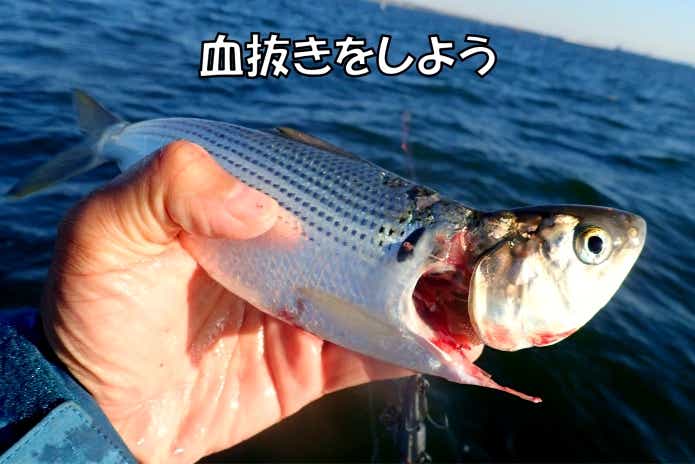 コノシロ 血抜き