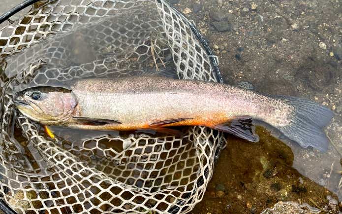 エリアトラウト】ミノーイングで色物を狙ってみよう！数釣りだけ