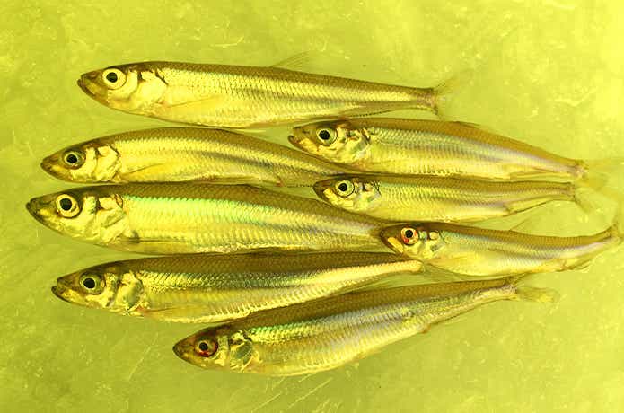 岩洞湖のワカサギ