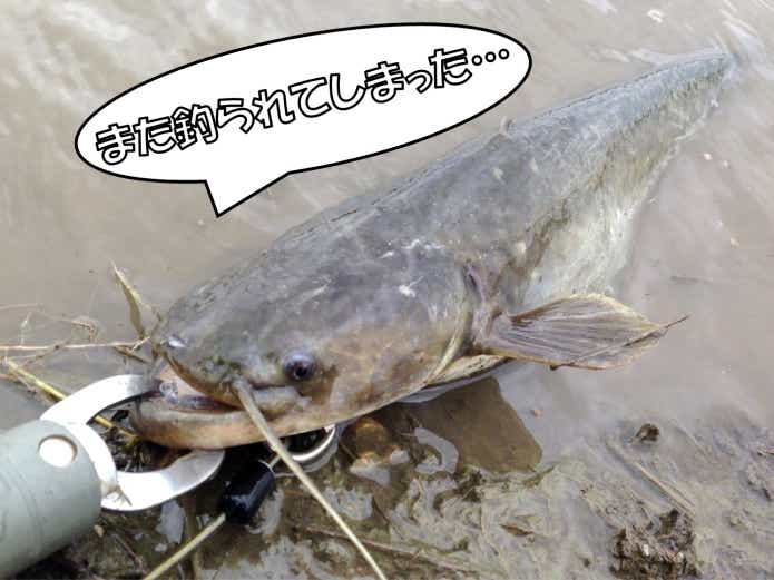 ナマズ釣り　産卵後