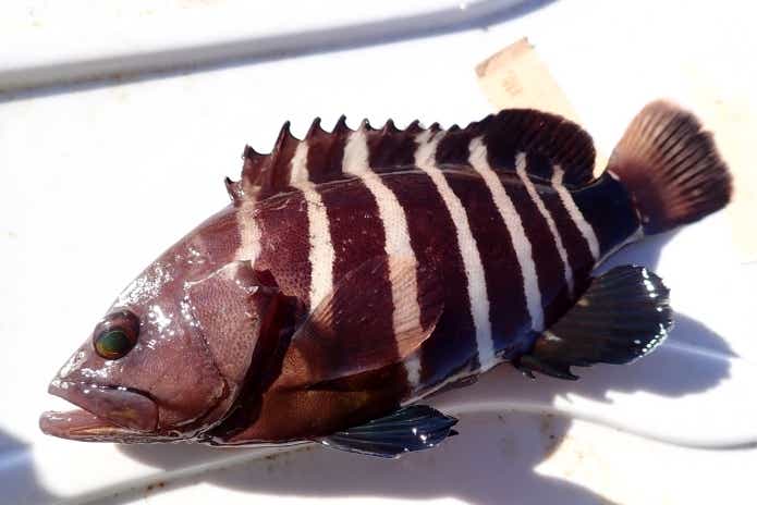 根魚 サビキ釣り