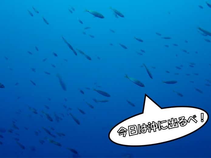 回遊魚 水中