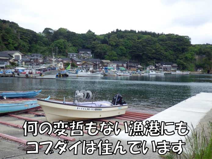 コブダイがよく釣れる地域