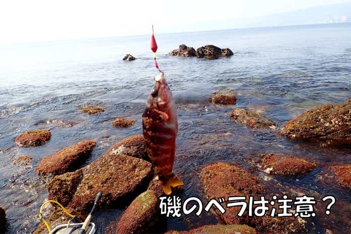 ベラ 磯臭い