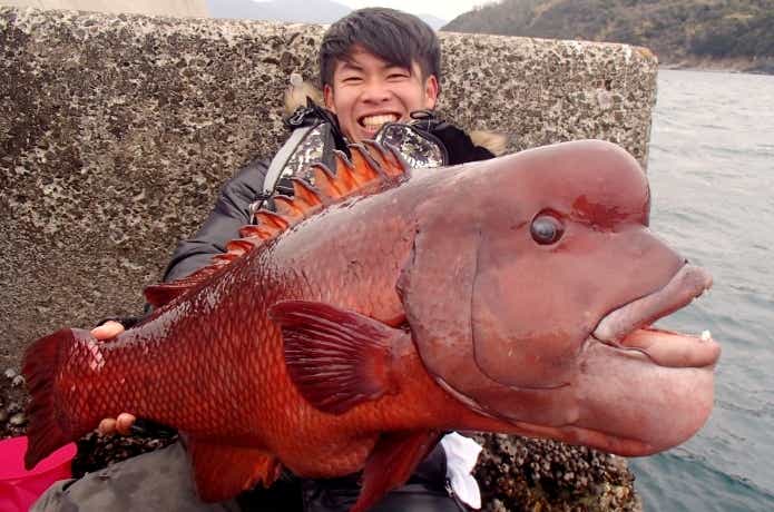 コブダイの生態・釣り方・食味を怪魚ハンターが解説！コブも食べてみた | TSURI HACK[釣りハック]