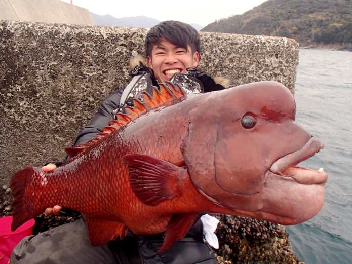 コブダイの生態・釣り方・食味を怪魚ハンターが解説！コブも食べてみた | TSURI HACK[釣りハック]