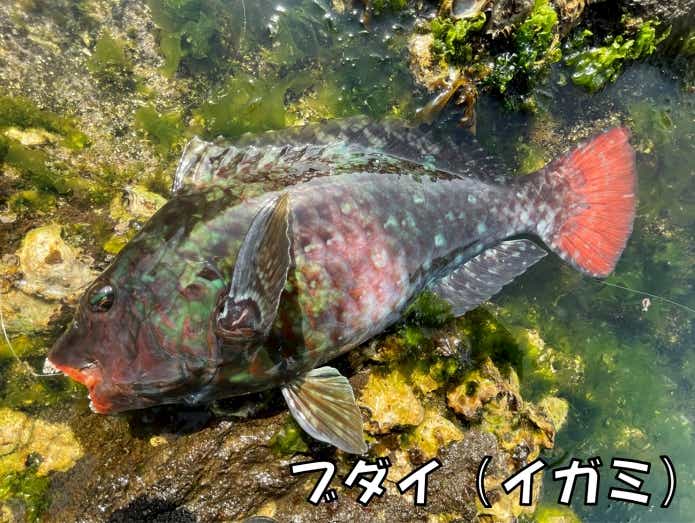 ブダイ　生態