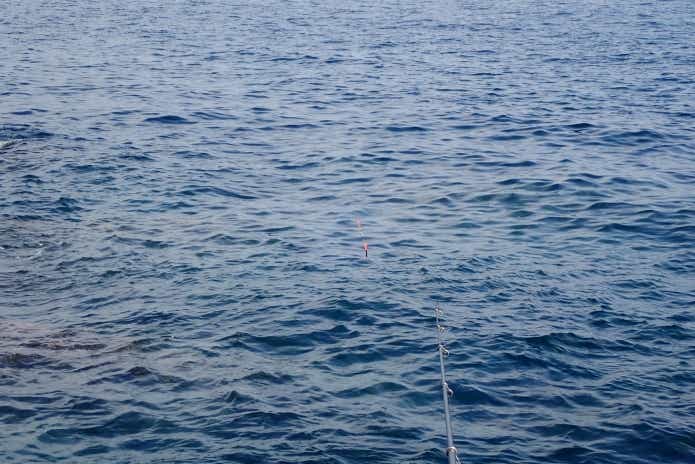 ブダイ　釣り