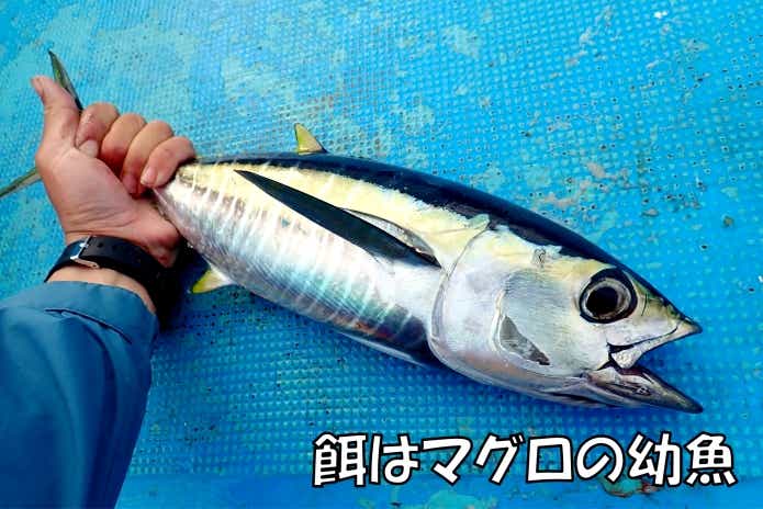 カジキ釣り】憧れのブルーマーリンを求めて！夢を現実にした釣行