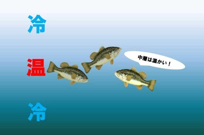 春は中層
