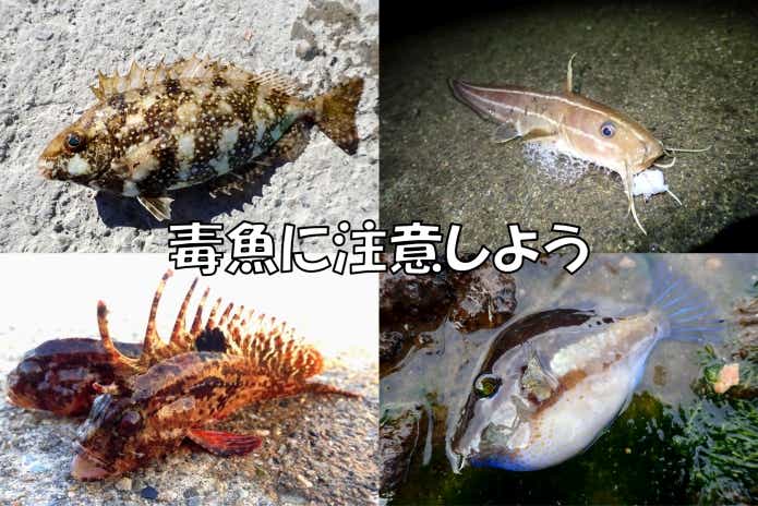 トリックサビキ　毒魚