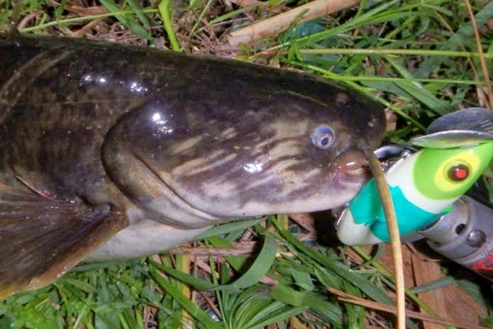ナマズ釣り