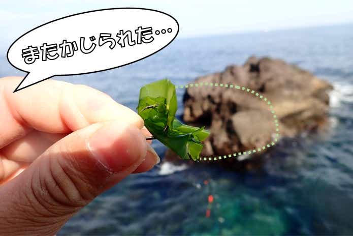 ブダイ　海藻　かじられる