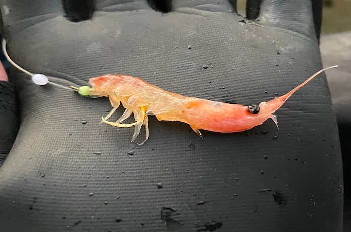 鬼アジ釣りの画像