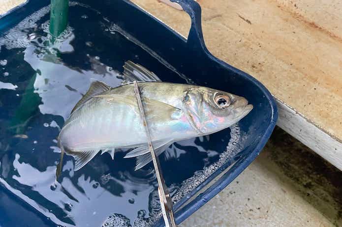 鬼アジ釣りの画像