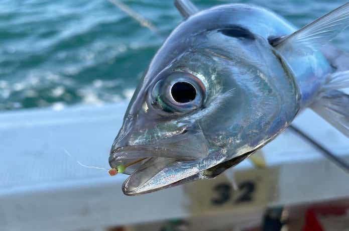 鬼アジ釣りの画像