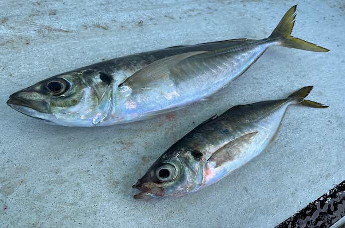 鬼アジ釣りの画像