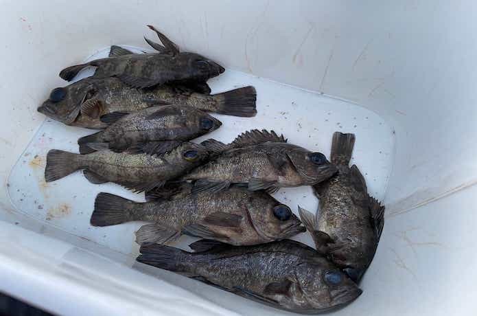 メバルのウキ釣りの画像