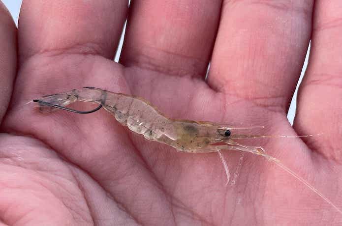 メバルのウキ釣りの画像