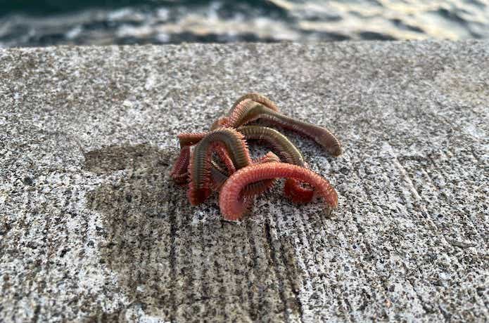 メバルのエサの画像