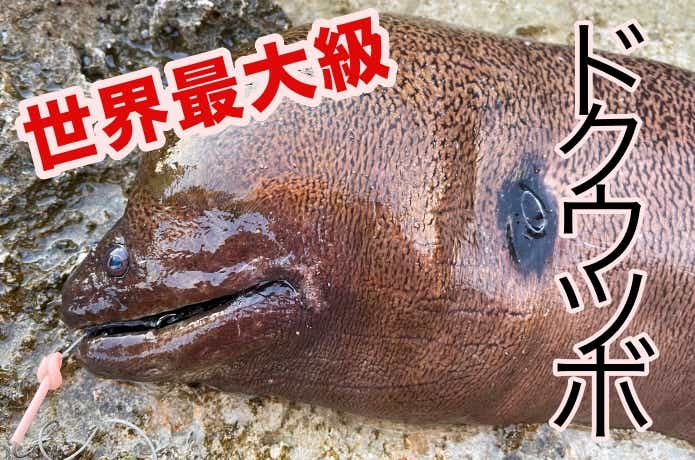 ドクウツボ