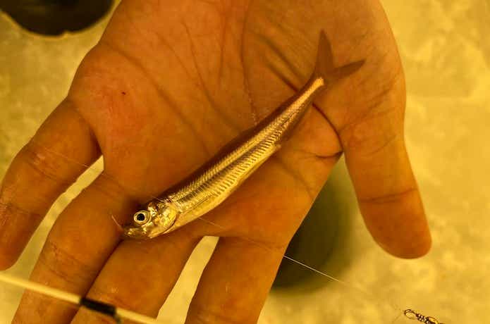 氷上のワカサギの釣果