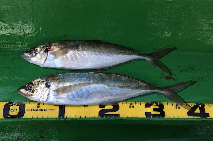 鬼アジ釣りの画像
