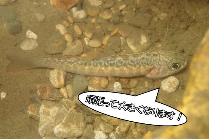 渓流　稚魚放流