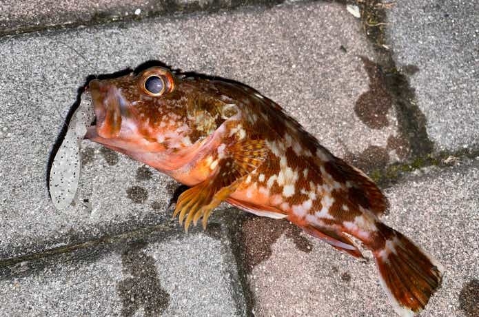 カサゴ職人の画像