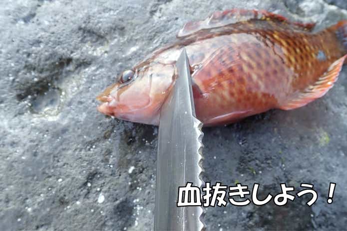 ベラ キューセン臭み対策