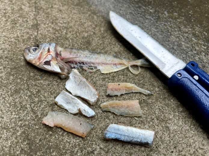魚の切り身