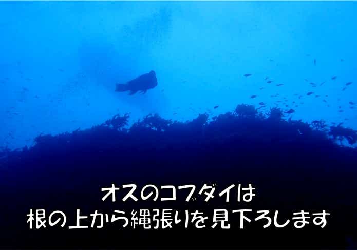 岩礁帯を泳ぐコブダイ